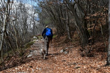 Naklejka premium Mann und sein Lagotto Romagnolo Hund wandern im Trentino 