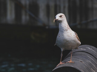 a cute seagull in the harbor