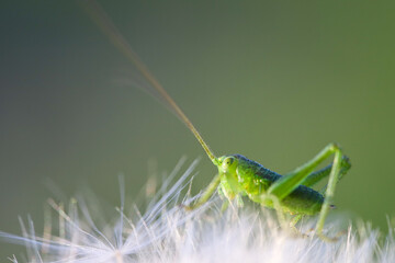 Green grasshopper on a dandelion close-up