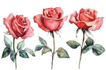 Beautiful Watercolor Roses Arrangement for Artistic Projects