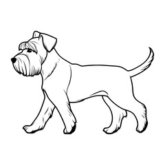 Fototapeta premium Miniature schnauzer dog drawing art walking vector