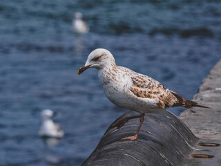 a cute seagull in the harbor