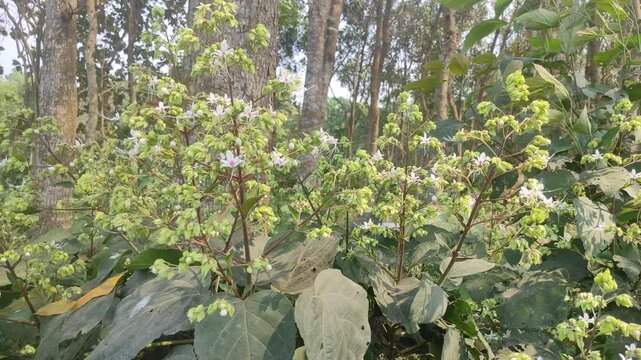 winter, wildflower, white white, white, spring, shrub, plant, peanut butter tree, outdoor, nature, natural, leaves, lamiaceae, horticulture, green, garden, flowering plant, flower, environment, closeu