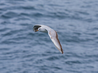 seagull flying over the sea