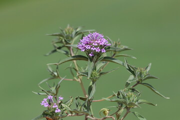 A Field basil (Ziziphora capitata) flower in spring