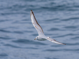 seagull flying over the sea