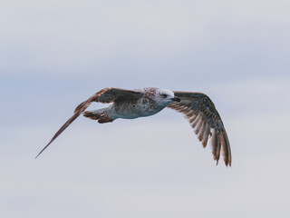 a beautiful seagull flying in the sky