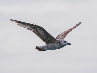 a beautiful seagull flying in the sky