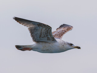 a beautiful seagull flying in the sky
