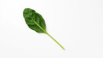 Obraz premium Single vibrant leaf against white