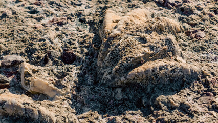 excavated shell grew into stone close up