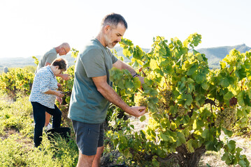 Family Members Gather Grapes During the Organic Harvest in a Scenic Vineyard Under a Bright Sky