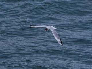 seagull flying over the sea