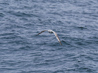 seagull flying over the sea