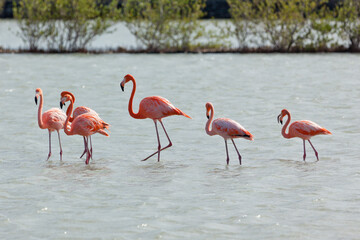 Flamingos at Jan Kok salt lake, Curaçao