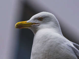 Close-up portrait of a beautiful seagull