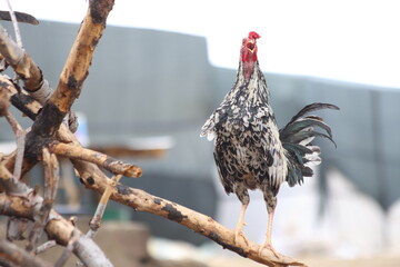 A crowing rooster perched on a dry pine branch lying on the ground