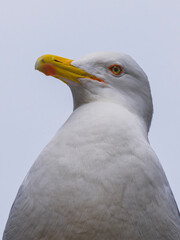 Close-up portrait of a beautiful seagull