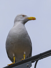 Close-up portrait of a beautiful seagull