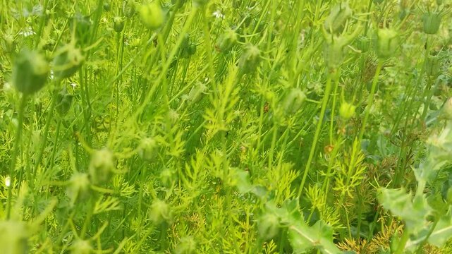 Black cumin flowers on a sunny day. Summer season. 4k.
