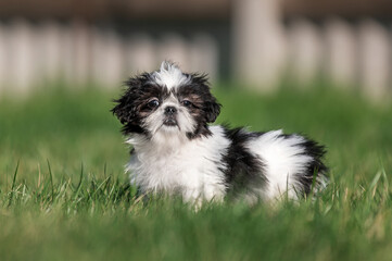 cute little shih tzu puppy on his first walk outside