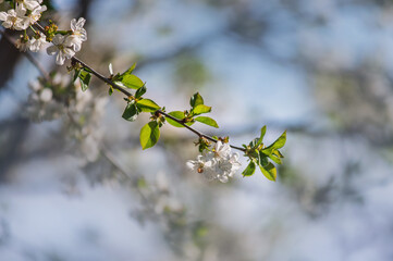 beautiful photos of spring, blooming trees in the garden