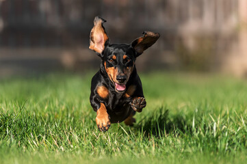dachshund dog running happily on the green lawn, cute domestic dog photography