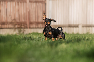 dachshund dog running happily on the green lawn, cute domestic dog photography