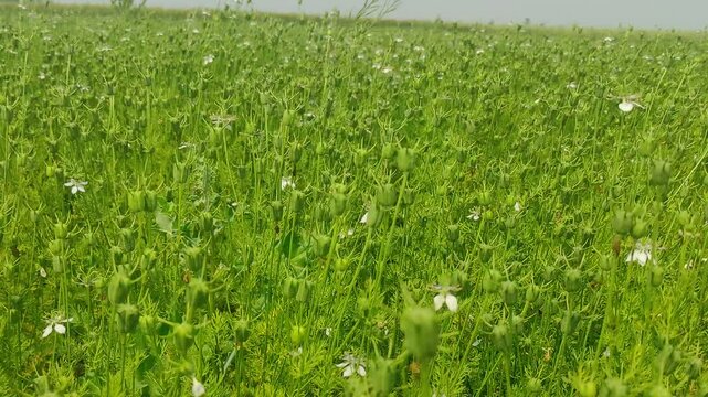 Field of black cumin seeds plants. Selective focus.