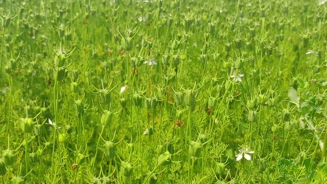 Field of black cumin seeds plants. Selective focus.