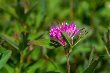 Wild red clover flower isolated Trifolium pratense, with green nature background