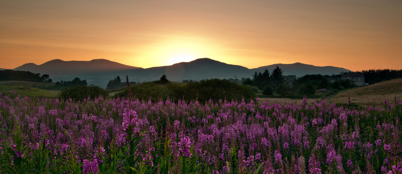 Orange Sunset over a distant mountain range with purple wildflowers in foreground, Pentland Hills, Penicuik, Midlothian, Scotland, UK