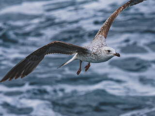 seagull flying over the sea