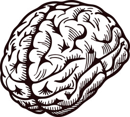 Obraz premium Detailed line art of a human brain.