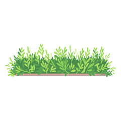 Obraz premium Grass garden border illustration plant botanical vector