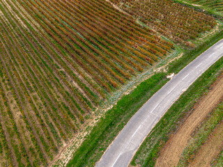 Patterned vineyard from above with winding path in La Rioja, Spain, displaying symmetry, agriculture, and natural textures under daylight, perfect for green energy or eco topics.
