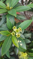 Beautiful view of Xanthostemon youngii plant