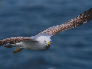 seagull flying over the sea