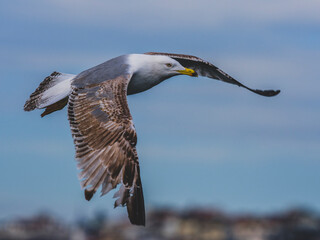 beautiful seagull flying in the sky