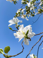 White Bauhinia Flowers Blooming Against a Blue Sky