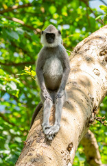 Gray hanuman langurs on a tree. Monkeys in the wild in the jungles of Sri Lanka. Troop of monkeys on trees. Wildlife scene with wild animals.