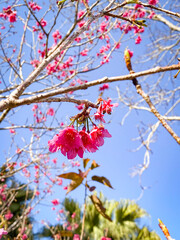 Red Taiwan Cherry Blossoms Against a Blue Sky