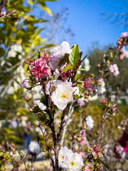 White Yoshino Cherry Blossoms in Spring