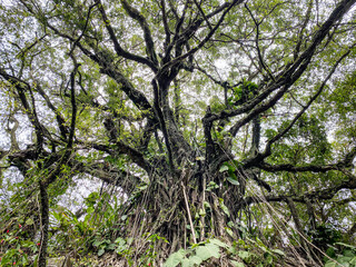 Ancient Banyan Tree with Aerial Roots