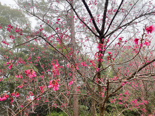 Misty Cherry Blossoms in Spring Forest