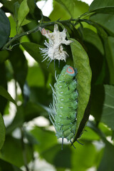 Green caterpillar hanging on a leaf with chrysalis in a vibrant green environment showcasing metamorphosis in nature concept