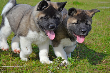 Playful Akita puppies happily exploring a grassy field during outdoor walks. Puppy training, outdoor play and fun concept, puppy food advertisement