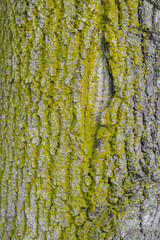 Green moss on a tree. Selective focus with shallow depth of field.