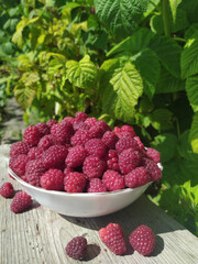 Freshly harvested raspberries in a bowl surrounded by green leaves showcasing the beauty of nature and healthy eating concept
