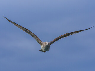 seagull flying beautiful blue sky